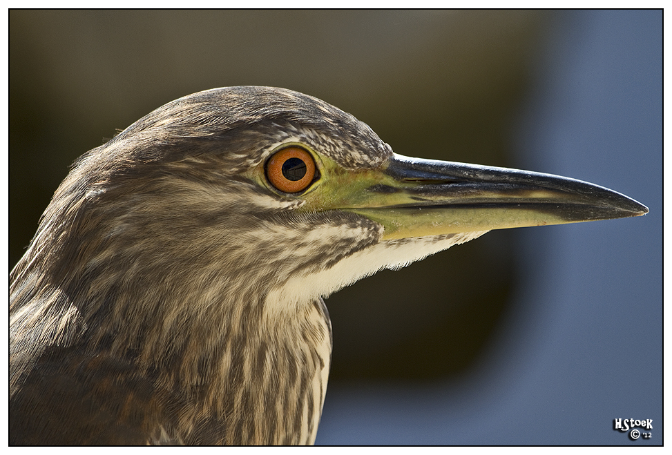 Egret