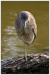 Egret