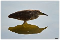 Egret