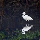 Egret