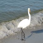 Egret.