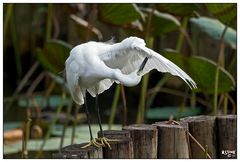 Egret