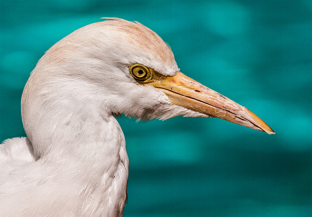 egret