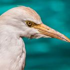 egret