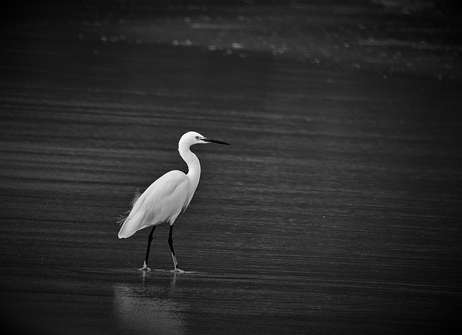 Egret