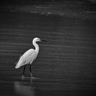 Egret