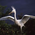 EGRET