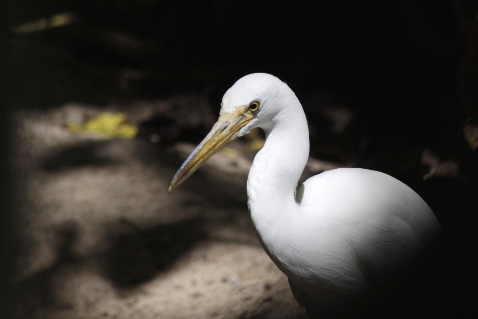 egret