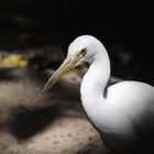 egret