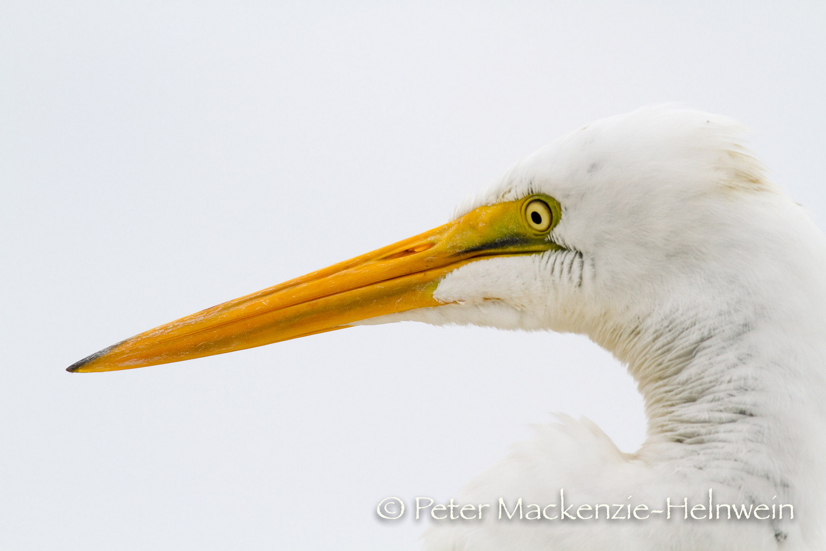 Egret