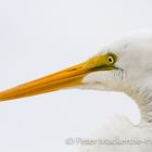 Egret