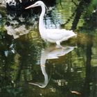 EGRET