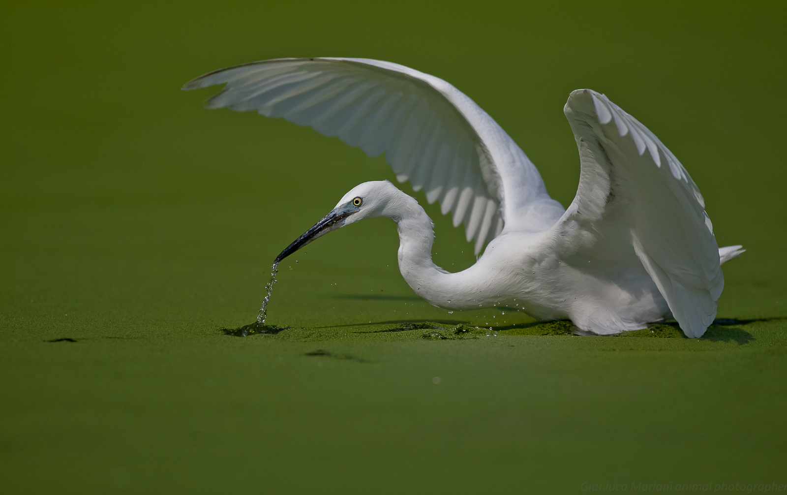 Egret