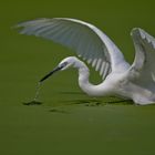 Egret