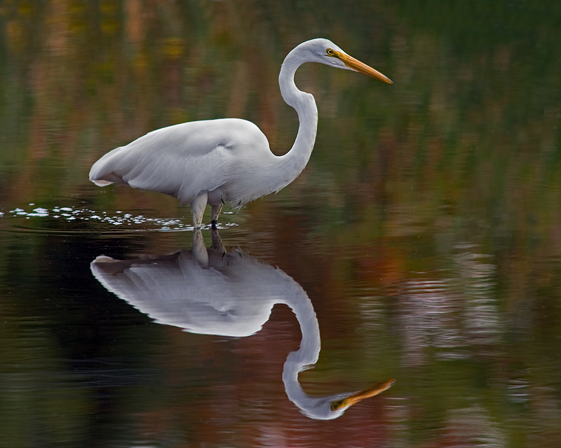 Egret At Sunset