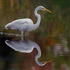 Egret At Sunset