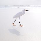 Egret