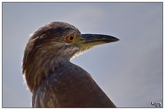 Egret