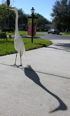 Egret coming to visit