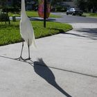 Egret coming to visit