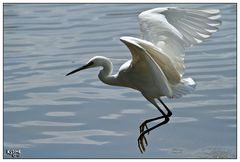 Egret