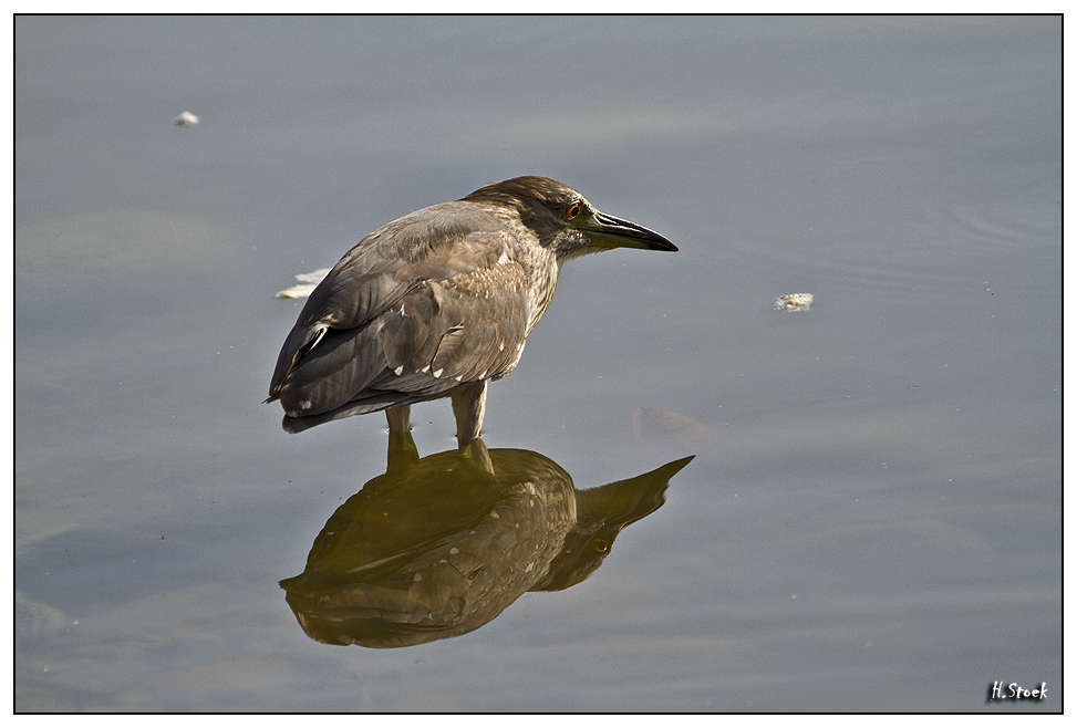 Egret