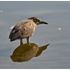 Egret