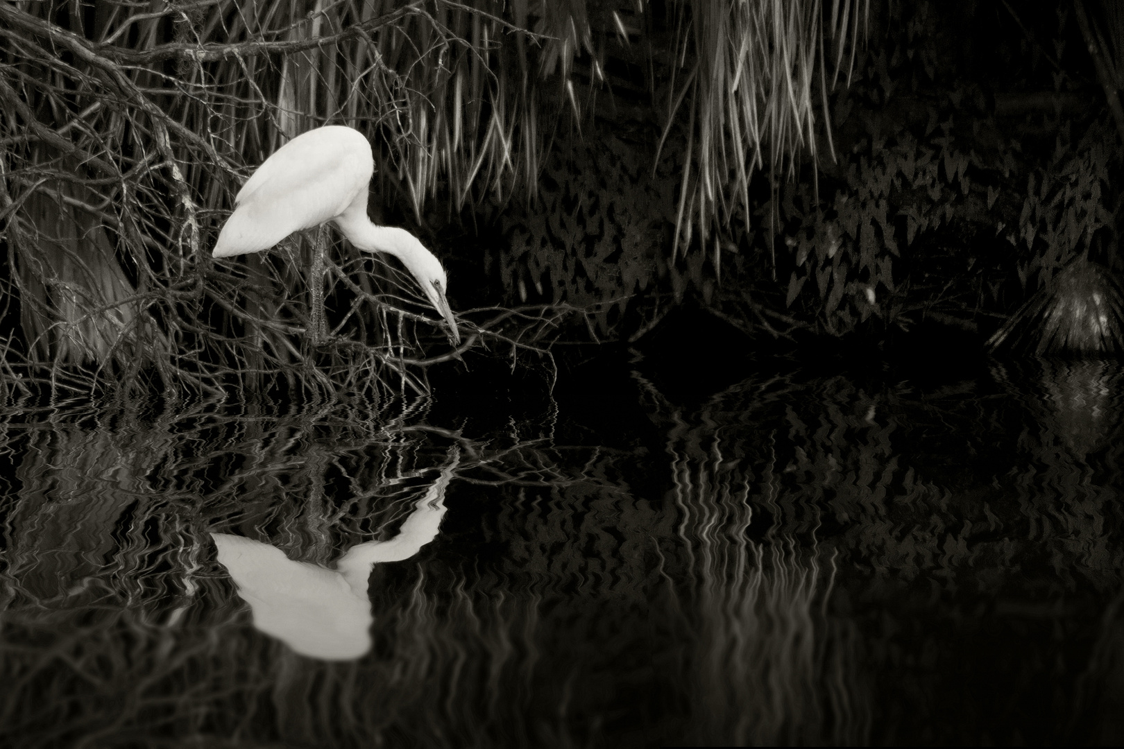 Egret Fishing