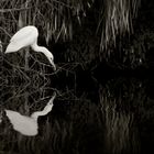 Egret Fishing