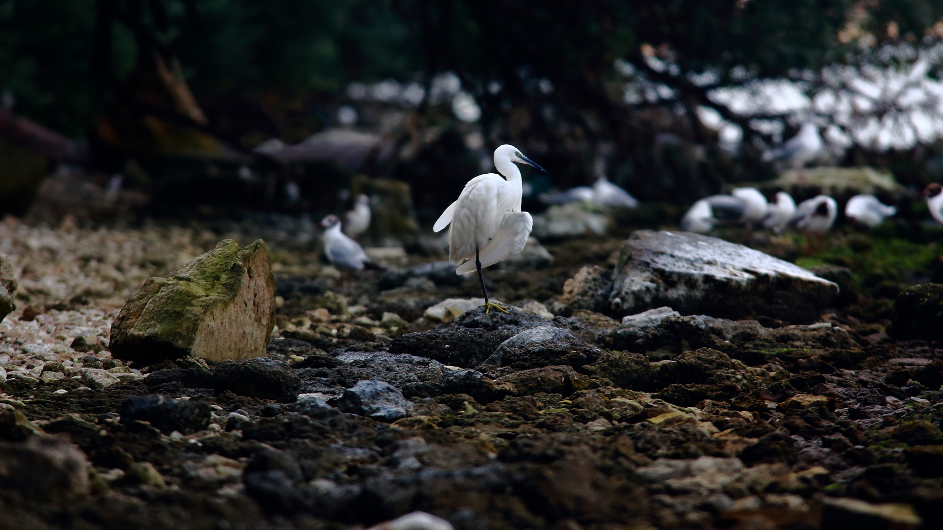 Egret good morning