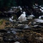 Egret good morning