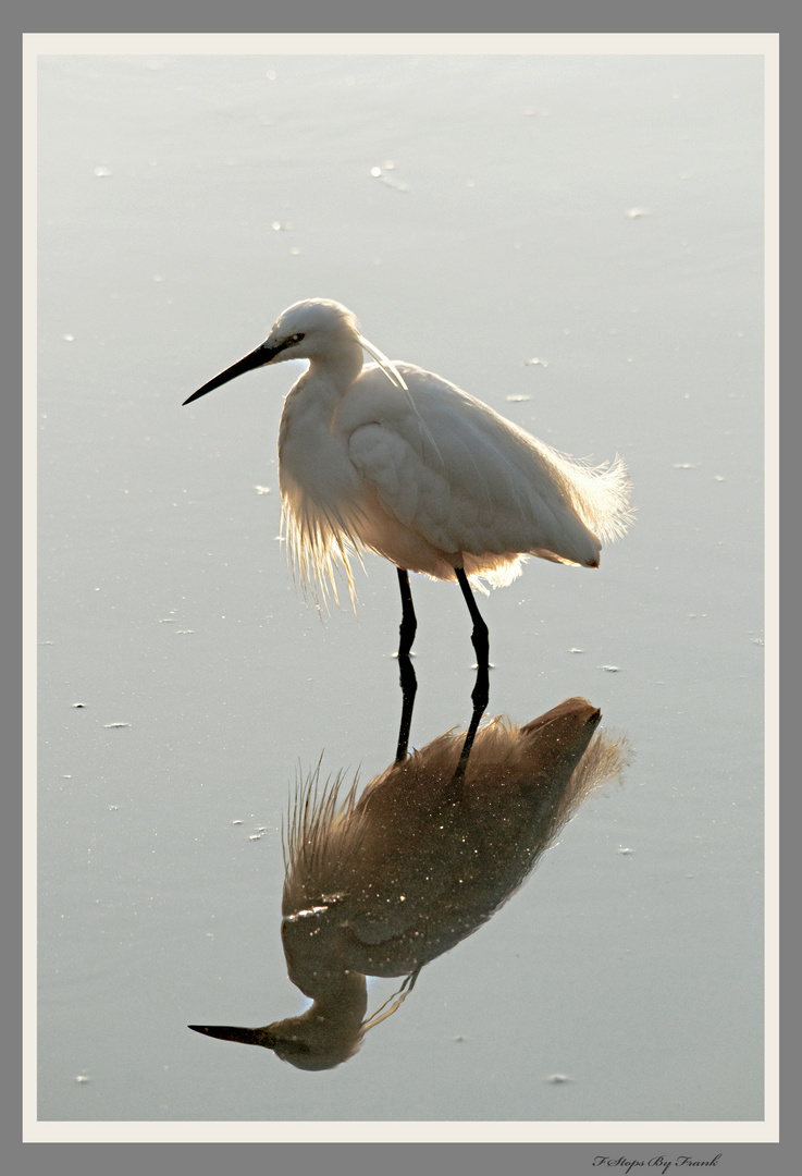 Egret Reflections