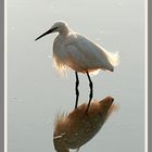 Egret Reflections