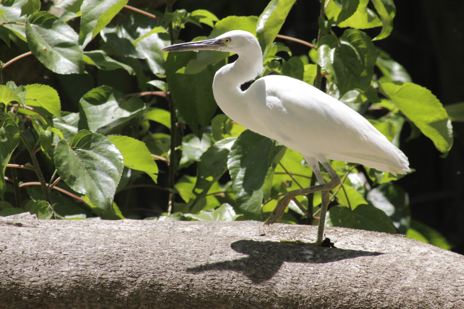 egret-walk