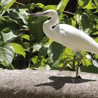 egret-walk