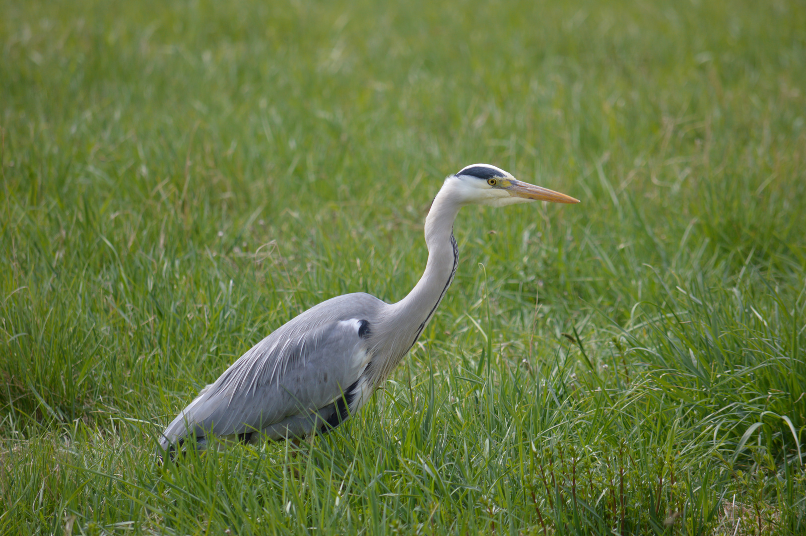 Egret/common heron- favourite bird