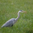 Egret/common heron- favourite bird