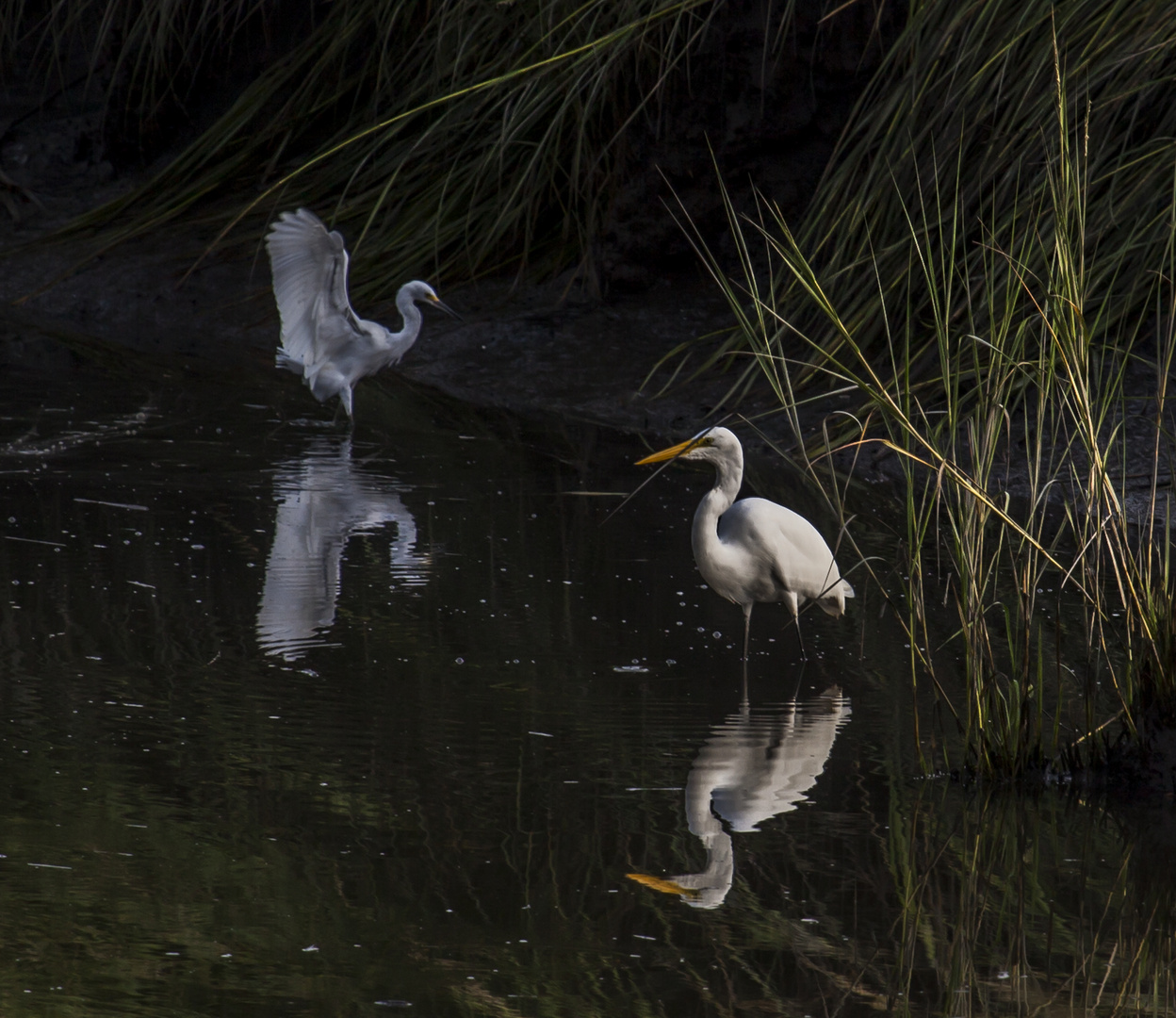 Egrets 1