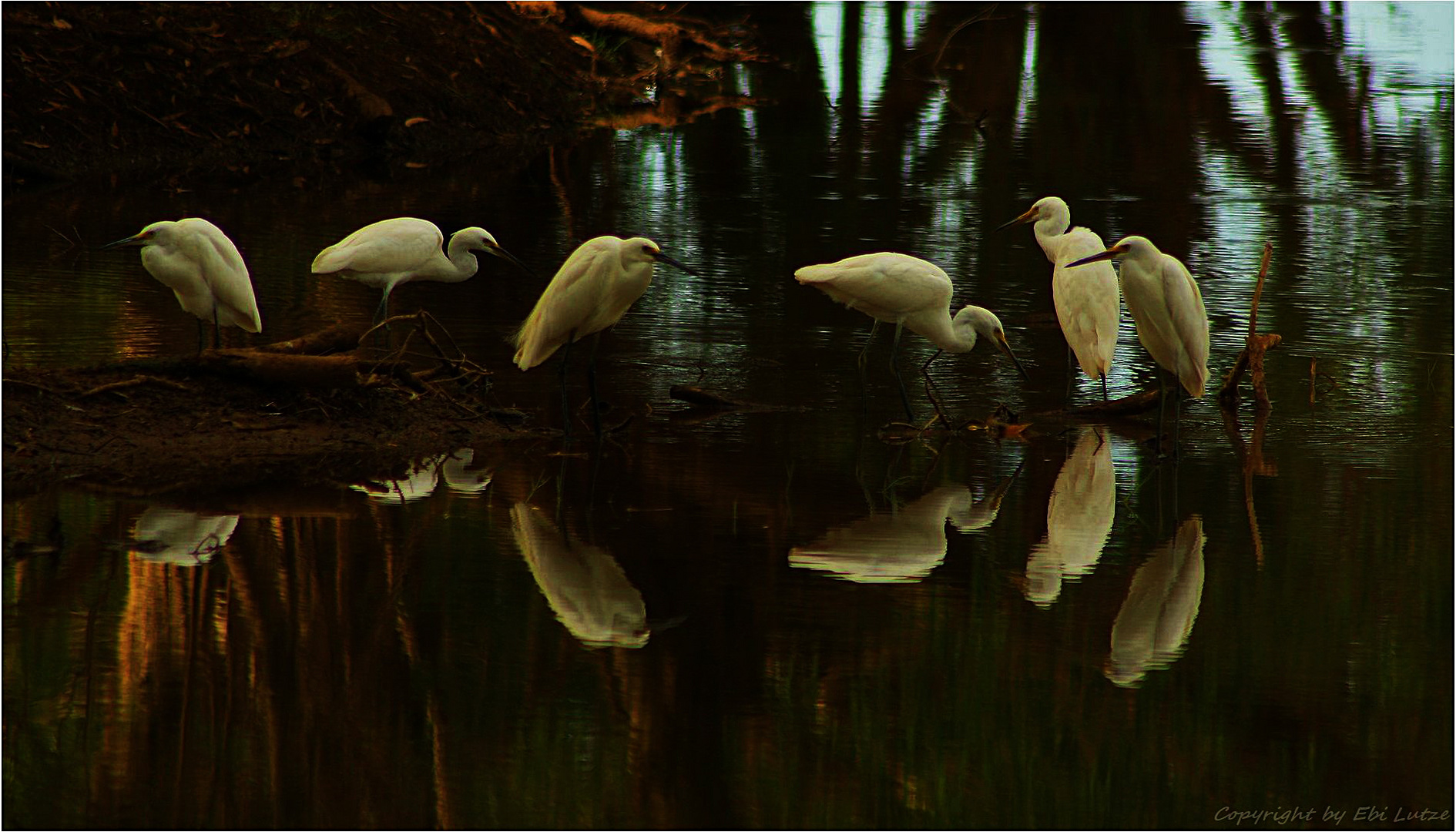 * Egrets feeding frenzy *