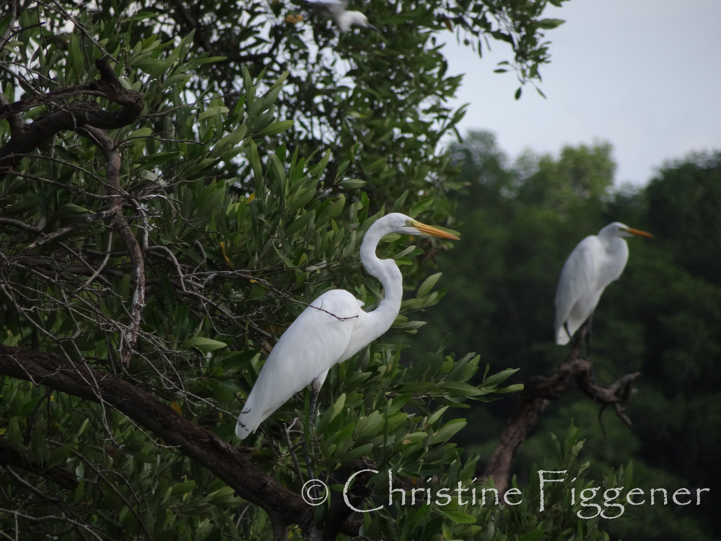 Egrets in the Mist