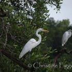 Egrets in the Mist