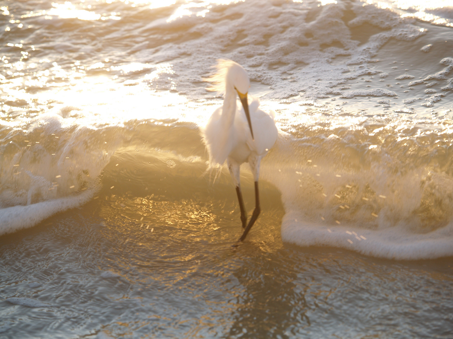 Egrett