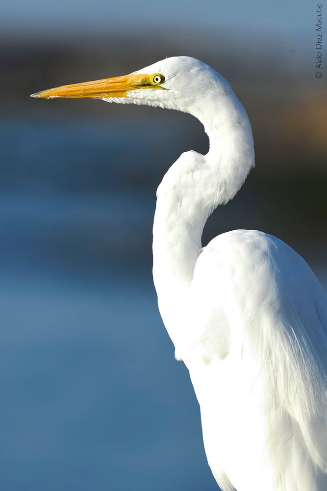 Egretta Alba