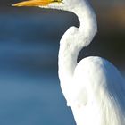 Egretta Alba