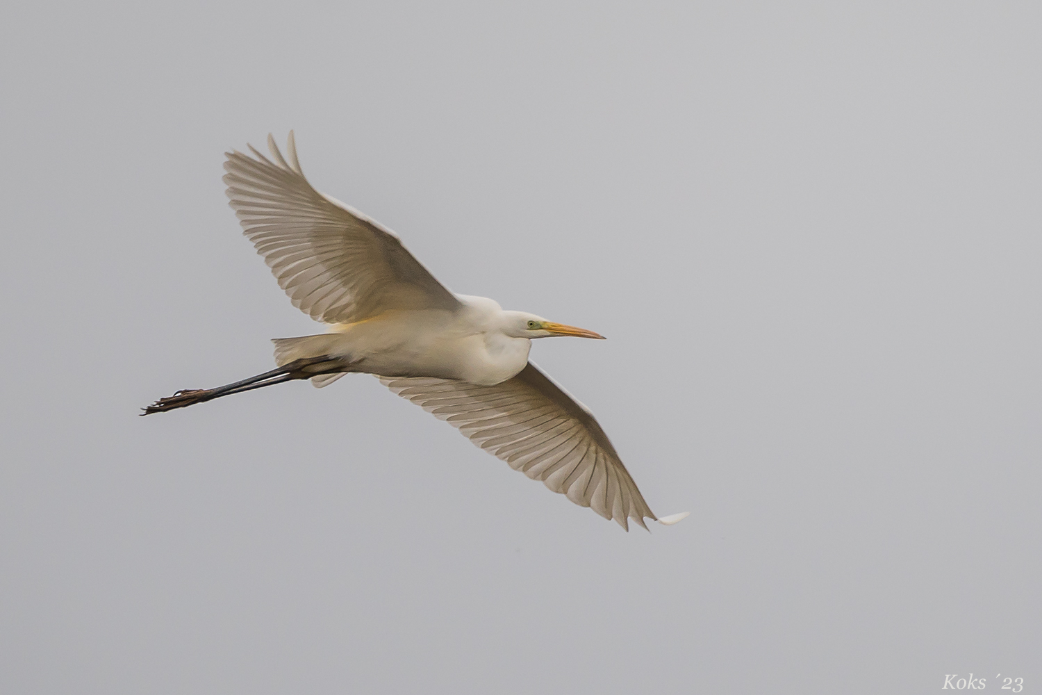 Egretta alba