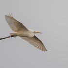 Egretta alba