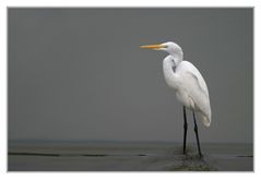 Egretta alba