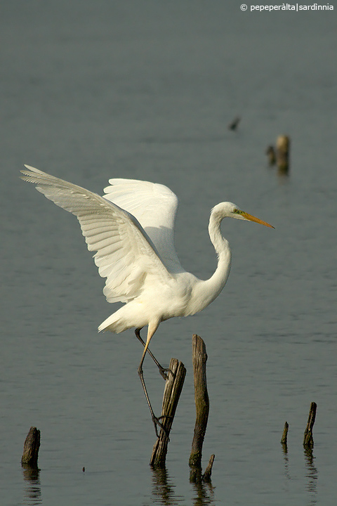 Egretta alba