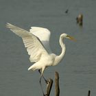 Egretta alba