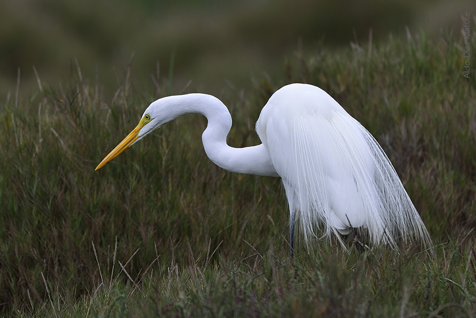 Egretta alba